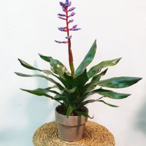 floristeria ourense